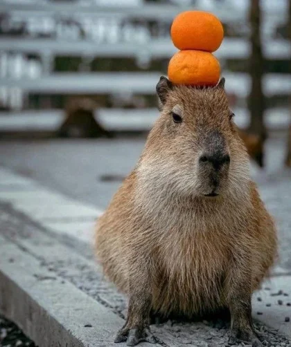 capybara va trai cam