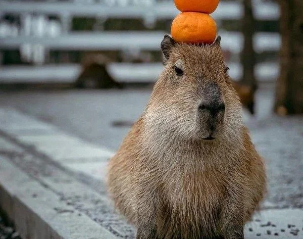 capybara va trai cam